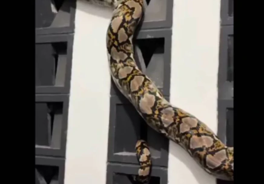 (VIDEO) Uvukao se u kuću, pa se zaglavio: Piton dug 4,5 metara IZAZVAO PANIKU u komšiluku