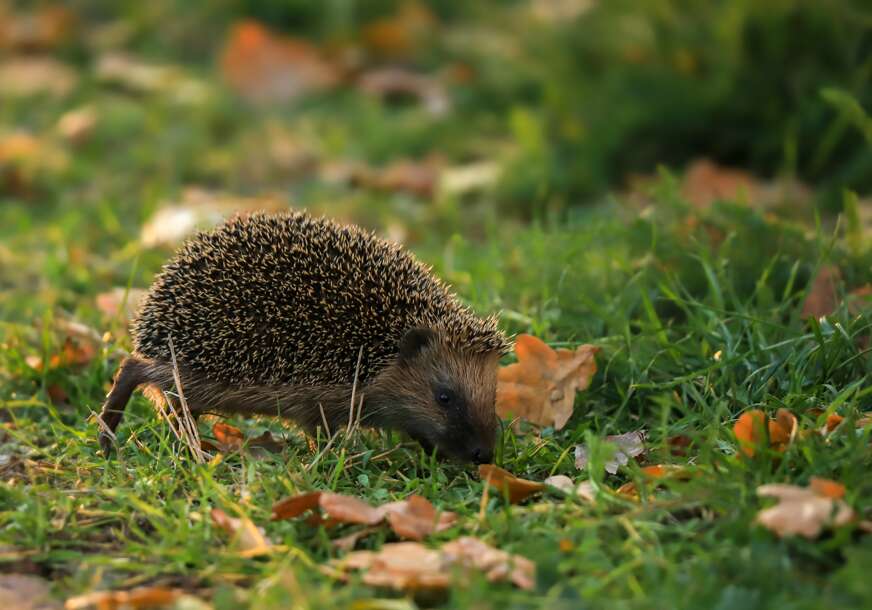 Ovo im može više naštetiti nego pomoći: Ježevi u septembru traže pomoć, ali pazite šta im dajete