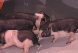 (FOTO) Sve više Srba drži vijetnamske svinje u stanovima: Mogu da se NAVIKNU NA PELENE i ponašaju se kao psi