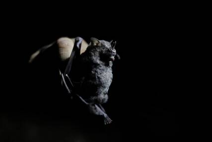ŽIVJELI JOŠ U DOBA DINOSAURUSA Fascinantno otkriće, slijepi miševi potiču iz Evrope i stari su 65 miliona godina