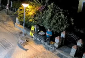 (VIDEO) Nova zvijer u omiljenom srpskom ljetovalištu: Vuk se ušunja među kuće i prišao čovjeku ispred prodavnice
