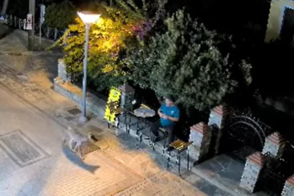 (VIDEO) Nova zvijer u omiljenom srpskom ljetovalištu: Vuk se ušunja među kuće i prišao čovjeku ispred prodavnice