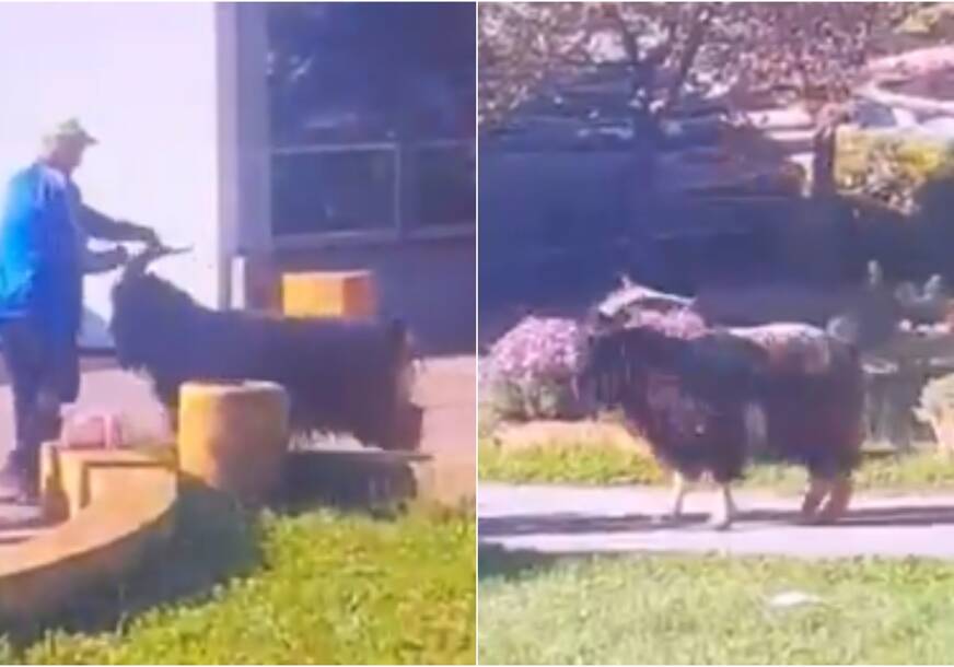 (VIDEO) Neobična scena kod Banjaluke: Ni jarac nije mogao do biračkog mjesta