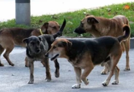 "Jedan je skočio na mene" Na putu do vrtića majku i dvoje male djece opkolio ČOPOR PASA