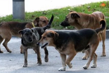 "Jedan je skočio na mene" Na putu do vrtića majku i dvoje male djece opkolio ČOPOR PASA