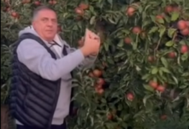 (VIDEO) "A i jabuke su rodile" Dodik se OGLASIO IZ SVOG VOĆNJAKA, poslao dvosmislenu poruku