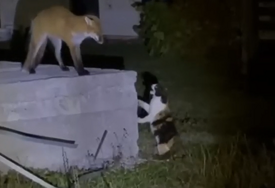 (VIDEO) ZAMALO OKRŠAJ LISICE I MAČKA Zvijer došla u dvorište kuće u Han Pijesku i nišla za žestokog protivnika