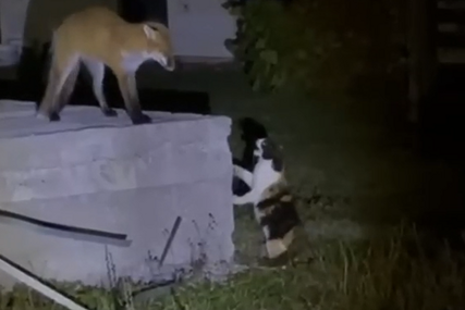 (VIDEO) ZAMALO OKRŠAJ LISICE I MAČKA Zvijer došla u dvorište kuće u Han Pijesku i naišla za žestokog protivnika