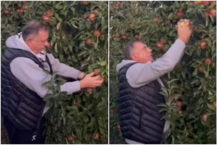 (VIDEO) "A i jabuke su rodile" Dodik se OGLASIO IZ SVOG VOĆNJAKA, poslao dvosmislenu poruku