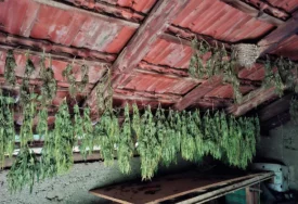 (FOTO) Akcija policije u Čapljini: U pretresu pronađeni droga, oružje i kombinezon Granične policije BiH