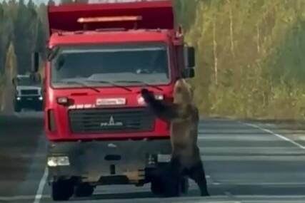 (VIDEO) MEDO LJULJAO KAMION NA PUTU Izašao na put i počeo da se igra s teretnjakom
