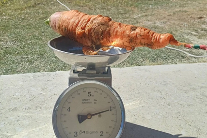 (FOTO) Čudo iz bašte zaprepastilo: Izvadili džinovsku šargarepu iz zemlje, prizor ne mogu da zaborave