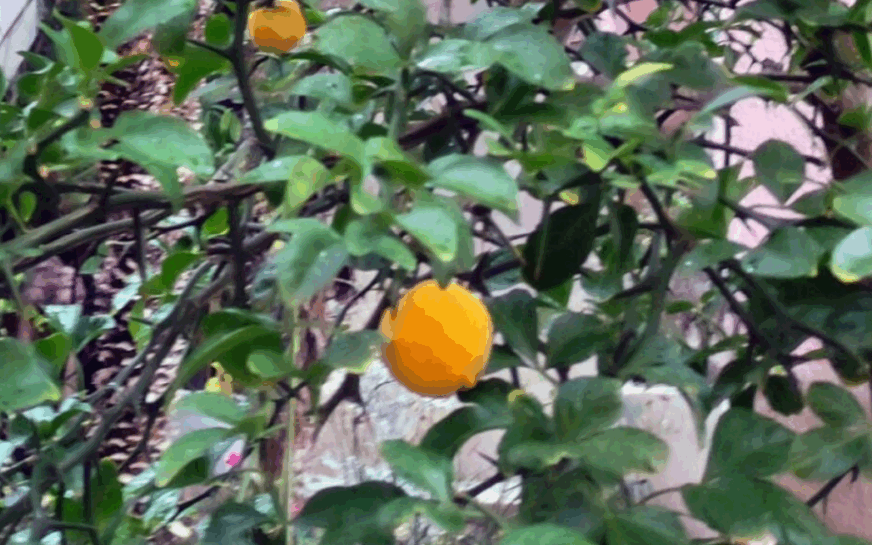 sibirski limun