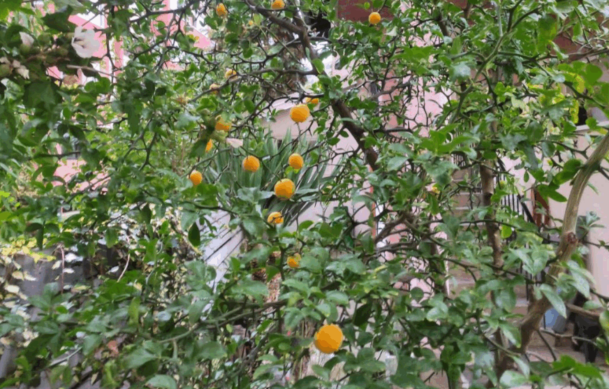 sibirski limun