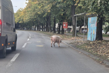 NEOBIČAN PROZOR Svinja prošetala Banjalukom, vozači u čudu