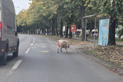 NAOBIČAN PROZOR Svinja prošetala Banjalukom, vozači u čudu