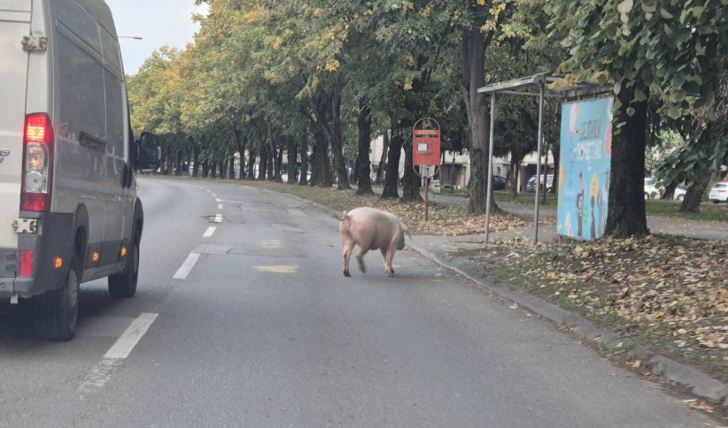 NEOBIČAN PROZOR Svinja prošetala Banjalukom, vozači u čudu